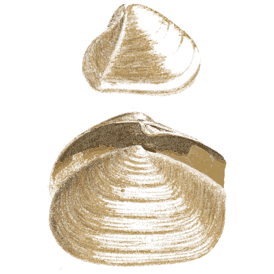Two pale trough shells - General Conchology - 1835