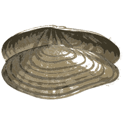 Freshwater mussel valves - General Conchology - 1835