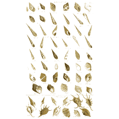 Shell plate of long screw shaped shells with a few spiny ones below - Index Testaceologicus: An Illustrated Catalogue of Shells - 1828