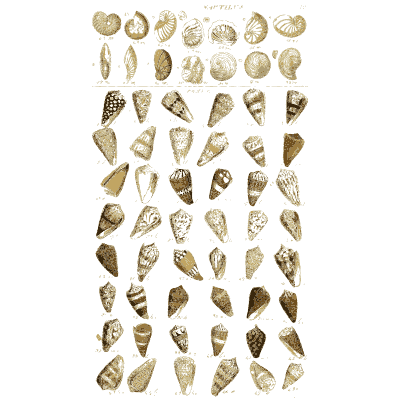 Shell plate of stout ribbed snails with short spires - Index Testaceologicus: An Illustrated Catalogue of Shells - 1828