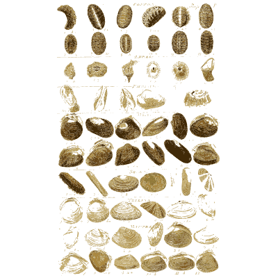 Shell plate of smooth oval shells and long mussels in rows - Index Testaceologicus: An Illustrated Catalogue of Shells - 1828