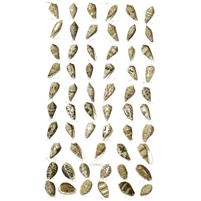 Shell plate of slender pointed snails over a row of coiled shells - Index Testaceologicus: An Illustrated Catalogue of Shells - 1828