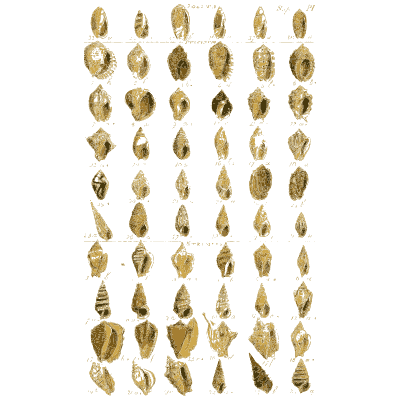 Shell plate of smooth barrel shaped snails in close rows - Index Testaceologicus: An Illustrated Catalogue of Shells - 1828