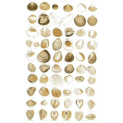 Shell plate of circular clams and limpets with small spirals - Index Testaceologicus: An Illustrated Catalogue of Shells - 1828