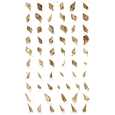 Shell plate of tiny pointed snails ranked in tight columns - Index Testaceologicus: An Illustrated Catalogue of Shells - 1828