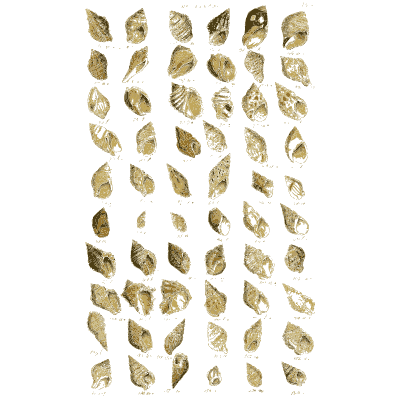 Shell plate of oval shells with fine ribbing - Index Testaceologicus: An Illustrated Catalogue of Shells - 1828