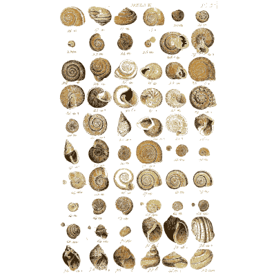 Shell plate of flat spiral shells seen from above and edge on - Index Testaceologicus: An Illustrated Catalogue of Shells - 1828