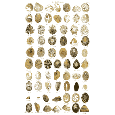Shell plate of conical limpets, ribbed tops and small fans - Index Testaceologicus: An Illustrated Catalogue of Shells - 1828