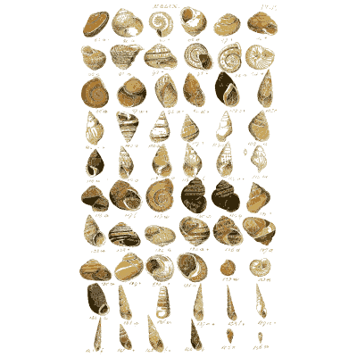 Shell plate of rounded snails with short spires in dense rows - Index Testaceologicus: An Illustrated Catalogue of Shells - 1828