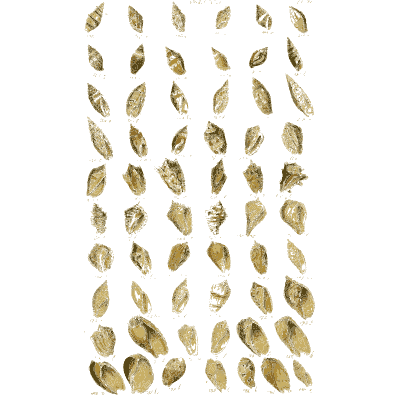 Shell plate of smooth slotted shells with ribbed forms below - Index Testaceologicus: An Illustrated Catalogue of Shells - 1828