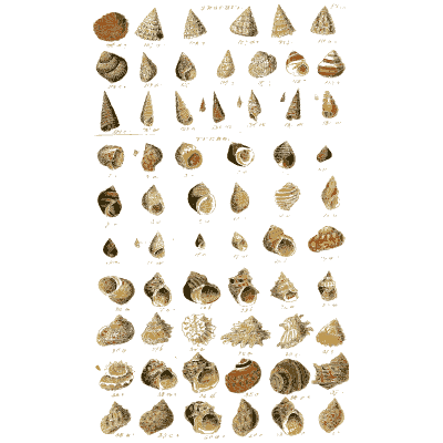 Shell plate of long dark mussels with pointed cones - Index Testaceologicus: An Illustrated Catalogue of Shells - 1828