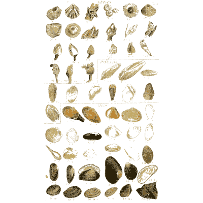 Shell plate of irregular tubes, wedges and knobbed shells - Index Testaceologicus: An Illustrated Catalogue of Shells - 1828