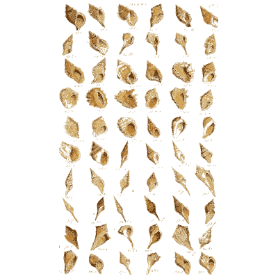 Shell plate of ribbed snails with drawn out canals - Index Testaceologicus: An Illustrated Catalogue of Shells - 1828