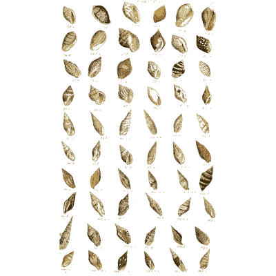 Shell plate of narrow oval shells tapering at one end - Index Testaceologicus: An Illustrated Catalogue of Shells - 1828