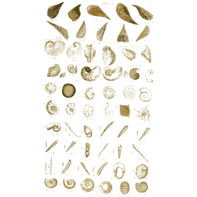 Shell plate of triangular shells with round discs and slender tubes - Index Testaceologicus: An Illustrated Catalogue of Shells - 1828