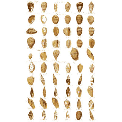Shell plate of smooth rounded snails ranked in even rows - Index Testaceologicus: An Illustrated Catalogue of Shells - 1828