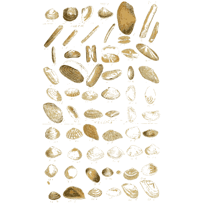 Shell plate of long straight shells above rounded clams - Index Testaceologicus: An Illustrated Catalogue of Shells - 1828