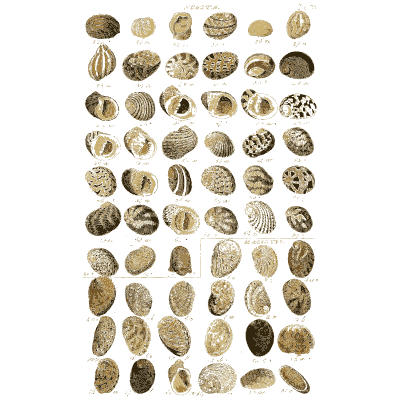 Shell plate of oval clams with strong ribs - Index Testaceologicus: An Illustrated Catalogue of Shells - 1828