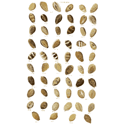 Shell plate of little smooth clams in widely spaced rows - Index Testaceologicus: An Illustrated Catalogue of Shells - 1828