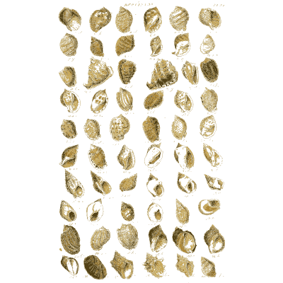 Shell plate of rounded ribbed cockles in close rows - Index Testaceologicus: An Illustrated Catalogue of Shells - 1828
