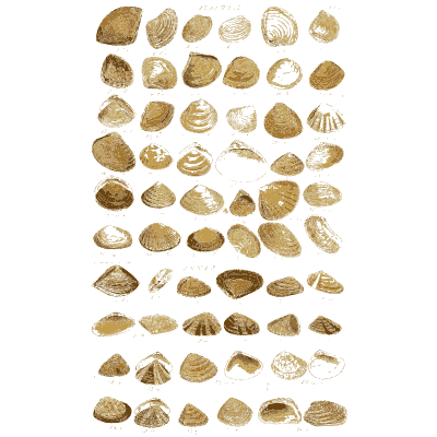 Shell plate of fan shaped shells with radiating ribs - Index Testaceologicus: An Illustrated Catalogue of Shells - 1828
