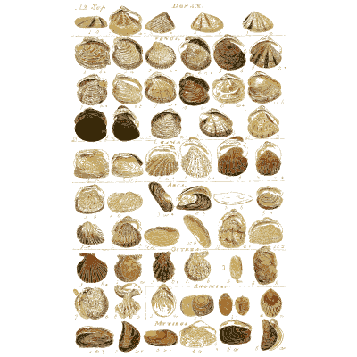 Shell plate of boxy ribbed shells with straight hinges - Index Testaceologicus: An Illustrated Catalogue of Shells - 1828