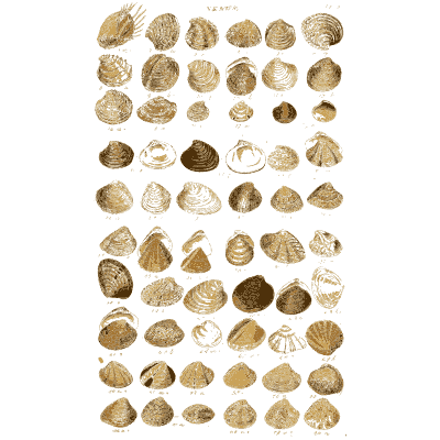 Shell plate of rounded ribbed clams in close even rows - Index Testaceologicus: An Illustrated Catalogue of Shells - 1828