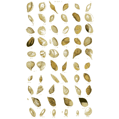 Shell plate of plain oval shells with pointed forms below - Index Testaceologicus: An Illustrated Catalogue of Shells - 1828