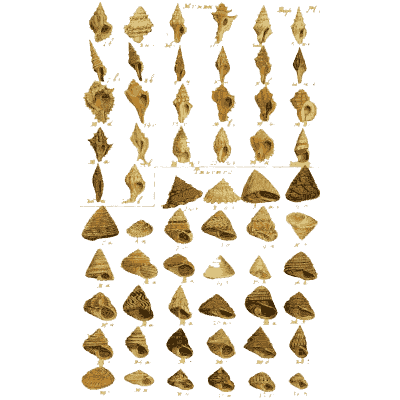 Shell plate of spired snails over rows of broad cones - Index Testaceologicus: An Illustrated Catalogue of Shells - 1828