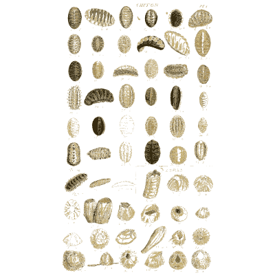 Shell plate of slotted cowries with long ribbed shells beneath - Index Testaceologicus: An Illustrated Catalogue of Shells - 1828