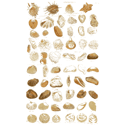 Shell plate of spiked shells above ribbed fans and oval clams - Index Testaceologicus: An Illustrated Catalogue of Shells - 1828
