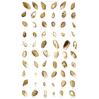 Shell plate of little smooth shells ranked - Index Testaceologicus: An Illustrated Catalogue of Shells - 1828