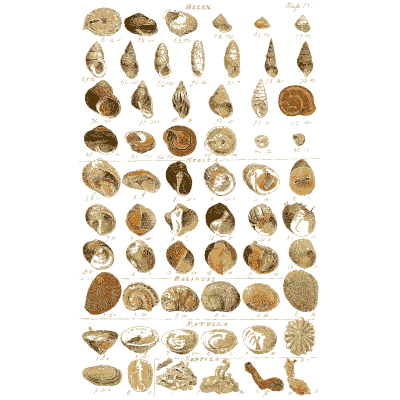 Shell plate of spired shells above broad circular clams - Index Testaceologicus: An Illustrated Catalogue of Shells - 1828