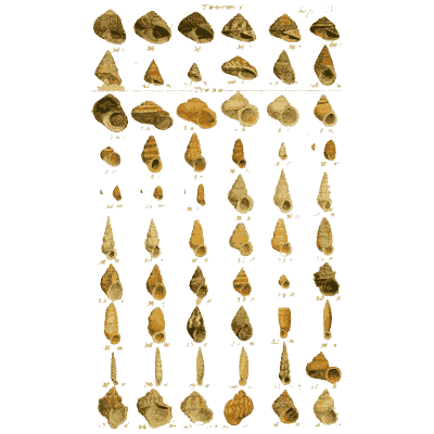 Shell plate of angular wedges above long narrow cones - Index Testaceologicus: An Illustrated Catalogue of Shells - 1828