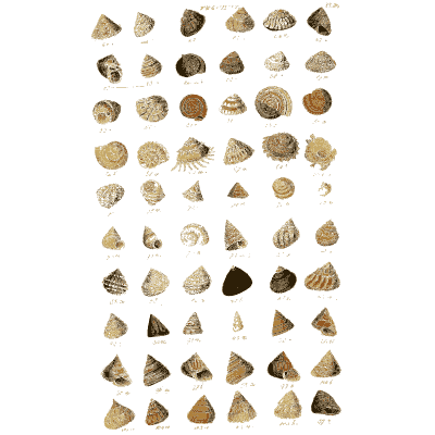 Shell plate of fan shaped and triangular shells in rows - Index Testaceologicus: An Illustrated Catalogue of Shells - 1828