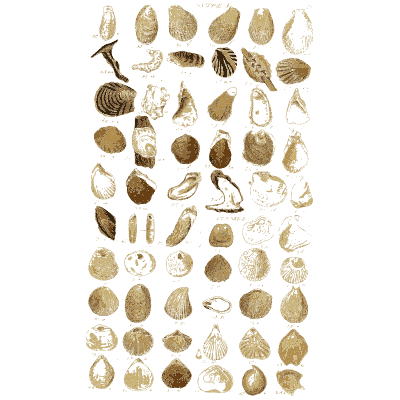 Shell plate of oval and fan clams with a few coiled shells - Index Testaceologicus: An Illustrated Catalogue of Shells - 1828