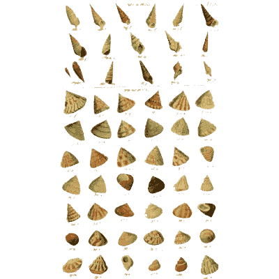 Shell plate of tapering cones above wedge shaped shells - Index Testaceologicus: An Illustrated Catalogue of Shells - 1828
