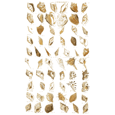 Shell plate of narrow pointed shells with ribbed forms below - Index Testaceologicus: An Illustrated Catalogue of Shells - 1828
