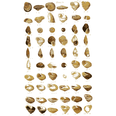 Shell plate of rounded snails and oval shells in dense rows - Index Testaceologicus: An Illustrated Catalogue of Shells - 1828