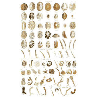 Shell plate of round shells above curled tubes and twisted forms - Index Testaceologicus: An Illustrated Catalogue of Shells - 1828