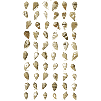 Shell plate of little conical snails in even columns - Index Testaceologicus: An Illustrated Catalogue of Shells - 1828