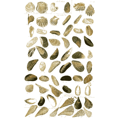 Shell plate of long dark mussels with fan shells above - Index Testaceologicus: An Illustrated Catalogue of Shells - 1828