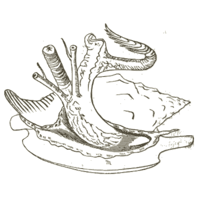 Bivalve animal with siphons - A Manual of the Mollusca - 1851