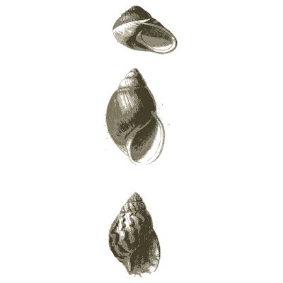 Sheet of small snail shells - A Manual of the Mollusca - 1851