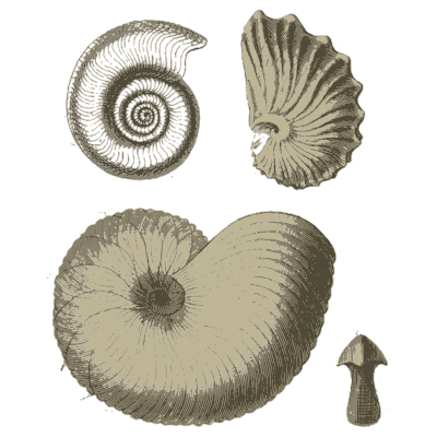 Nautilus and ammonite shells - A Manual of the Mollusca - 1851