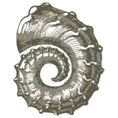 Spined coiled ammonite - A Manual of the Mollusca - 1851