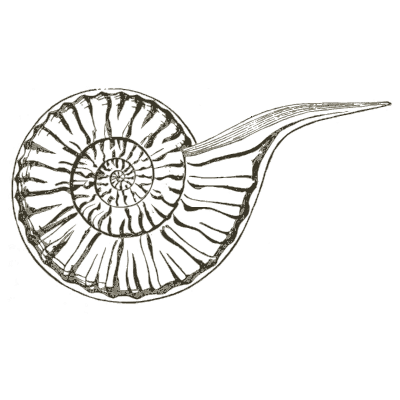 Coiled shell with a long tail - A Manual of the Mollusca - 1851