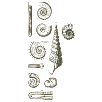 Sheet of ammonites and tusk shells - A Manual of the Mollusca - 1851