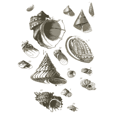 Sheet of top shells and limpets - A Manual of the Mollusca - 1851