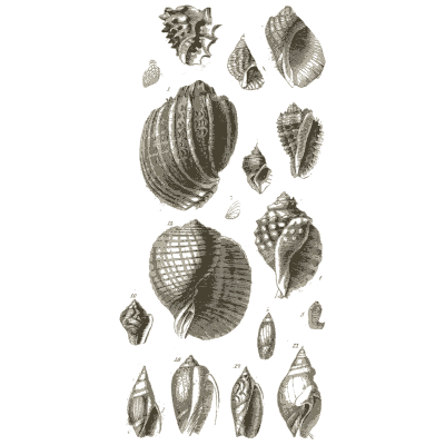 Sheet of sea snail shells - A Manual of the Mollusca - 1851